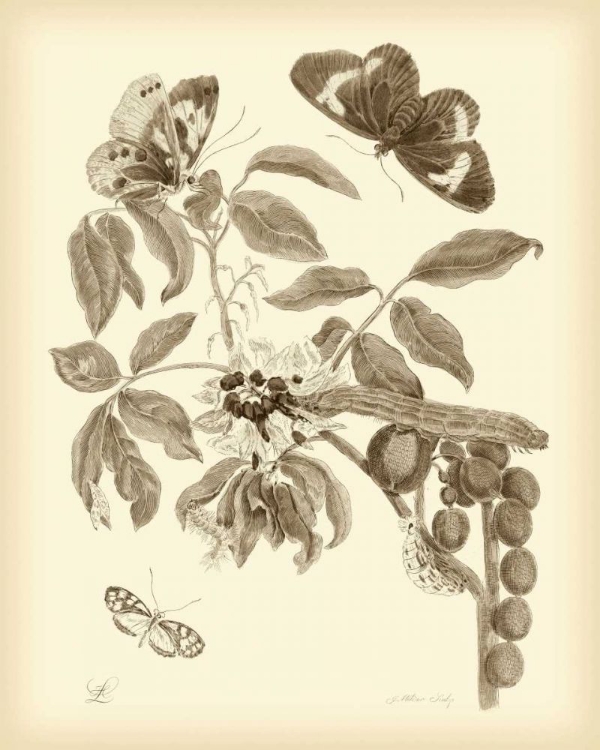 Picture of NATURE STUDY IN SEPIA II