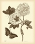 Picture of NATURE STUDY IN SEPIA IV