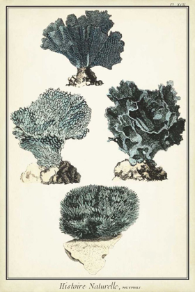 Picture of CORAL SPECIES I