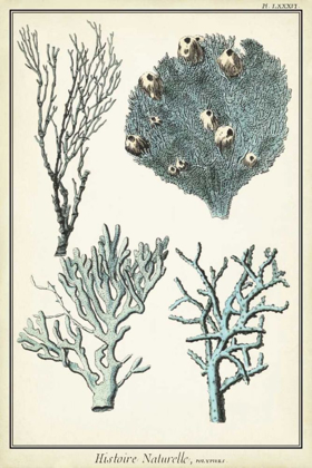 Picture of CORAL SPECIES II