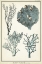 Picture of CORAL SPECIES II