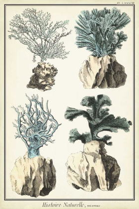 Picture of CORAL SPECIES III
