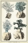 Picture of CORAL SPECIES III