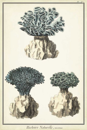 Picture of CORAL SPECIES IV