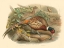 Picture of GOULD PHEASANTS I