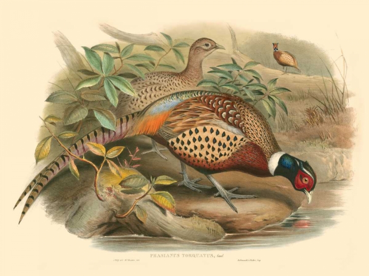Picture of GOULD PHEASANTS I