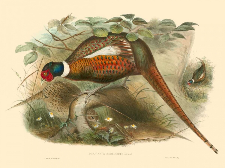 Picture of GOULD PHEASANTS II