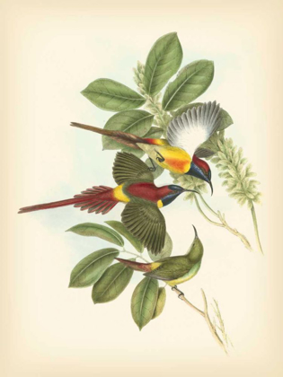 Picture of GOULD BIRDS OF THE TROPICS III