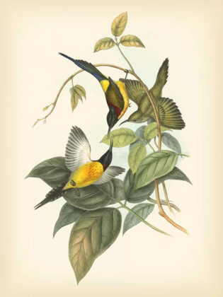 Picture of GOULD BIRDS OF THE TROPICS IV
