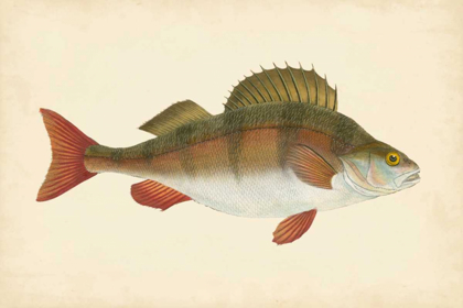 Picture of DONOVAN ANTIQUE FISH I