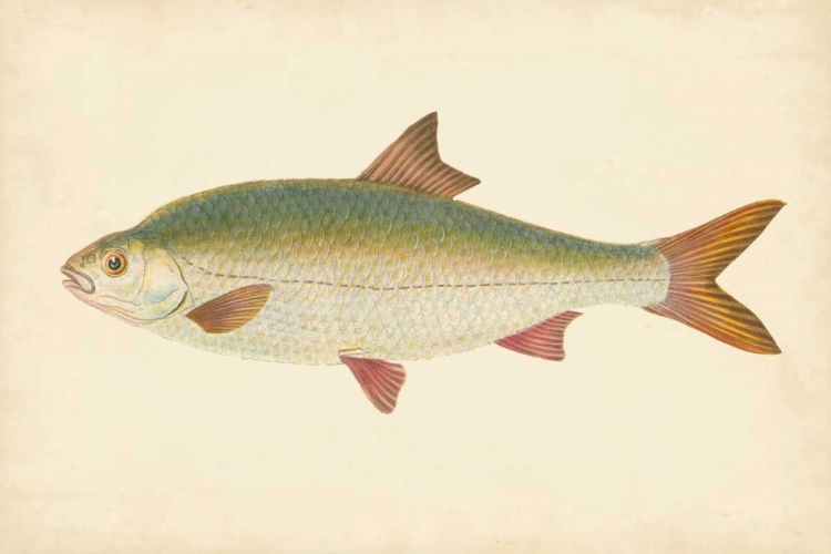 Picture of DONOVAN ANTIQUE FISH II