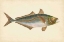 Picture of DONOVAN ANTIQUE FISH III