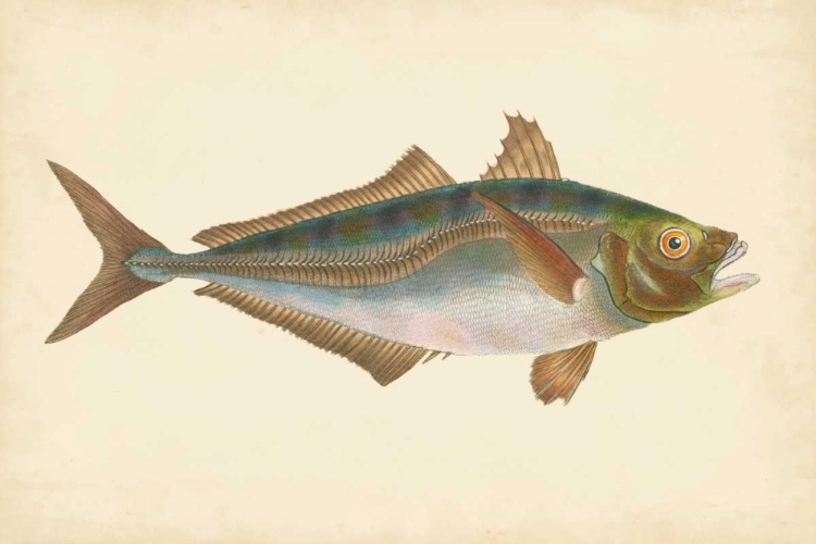 Picture of DONOVAN ANTIQUE FISH III