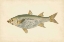 Picture of DONOVAN ANTIQUE FISH IV