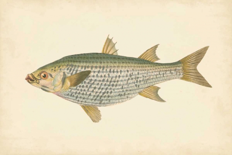 Picture of DONOVAN ANTIQUE FISH IV