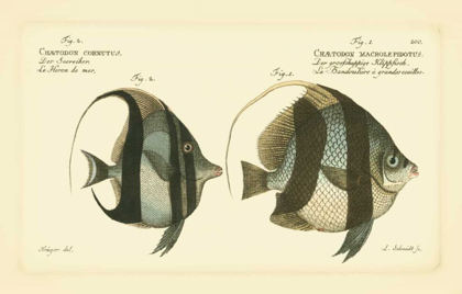 Picture of BLOCH ANTIQUE FISH I