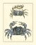 Picture of ANTIQUE BLUE CRABS II