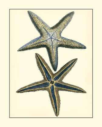 Picture of ANTIQUE BLUE STARFISH I