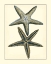 Picture of ANTIQUE BLUE STARFISH I