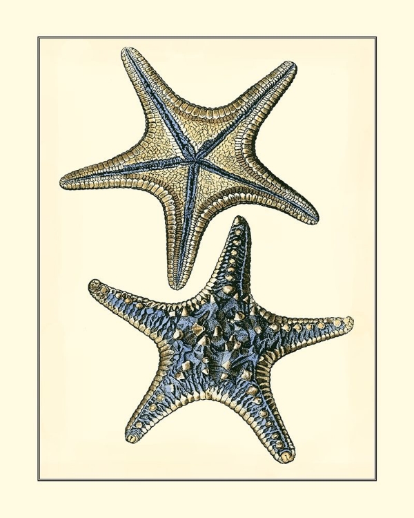 Picture of ANTIQUE BLUE STARFISH II