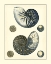 Picture of ANTIQUE BLUE NAUTILUS