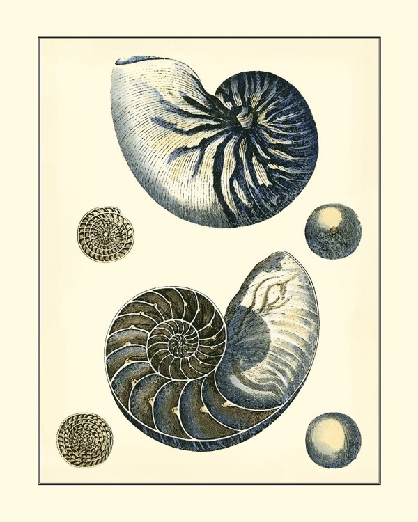 Picture of ANTIQUE BLUE NAUTILUS