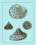 Picture of TINTED SHELLS ON AQUA IV