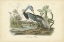Picture of AUDUBONS LOUISIANA HERON