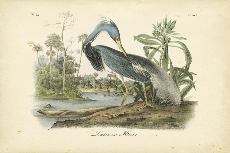 Picture of AUDUBONS LOUISIANA HERON