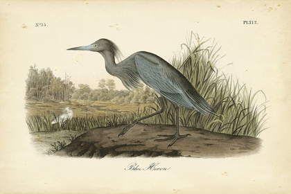 Picture of AUDUBONS BLUE HERON