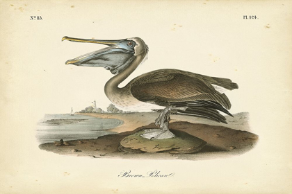Picture of AUDUBONS BROWN PELICAN