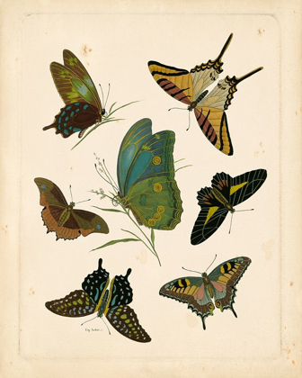 Picture of ANTIQUE ENTOMOLOGY I