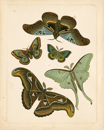 Picture of ANTIQUE ENTOMOLOGY II