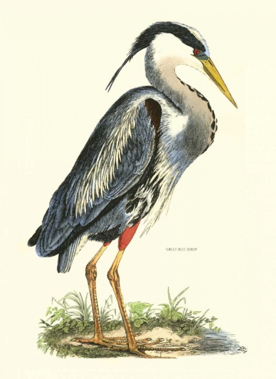 Picture of GREAT BLUE HERON