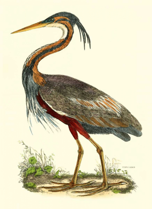 Picture of PURPLE HERON