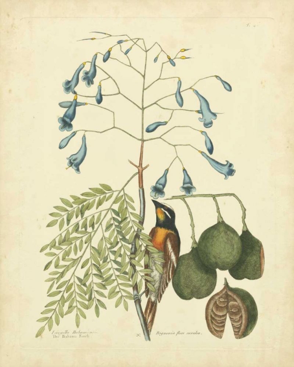 Picture of CATESBY BIRD AND BOTANICAL II