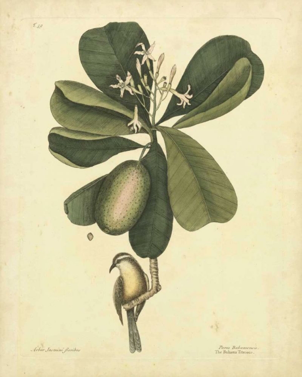 Picture of CATESBY BIRD AND BOTANICAL III