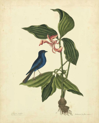 Picture of CATESBY BIRD AND BOTANICAL IV
