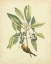 Picture of CATESBY BIRD AND BOTANICAL V