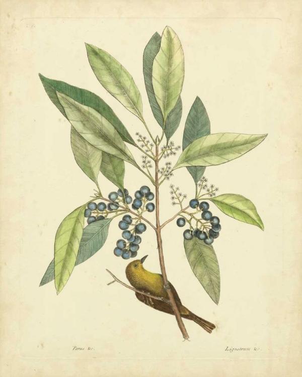 Picture of CATESBY BIRD AND BOTANICAL V