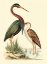 Picture of WATER BIRDS III