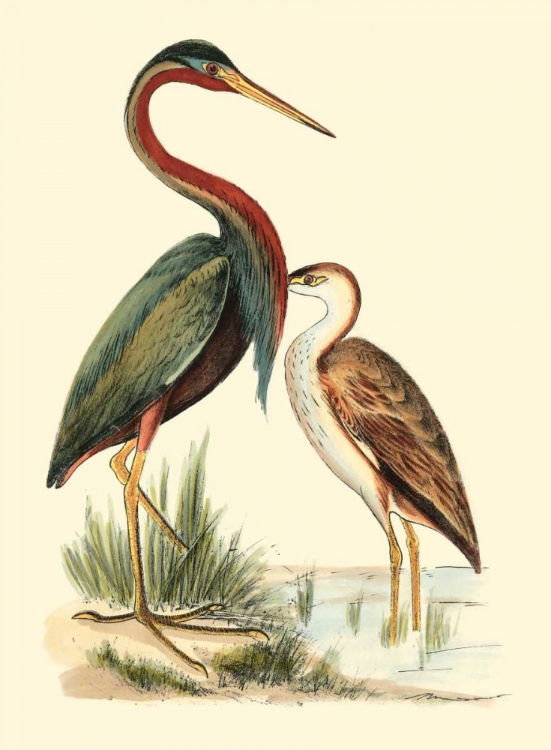 Picture of WATER BIRDS III