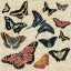 Picture of BUTTERFLIES AND LINEN I