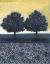 Picture of BLUE LEMON TREE II