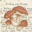 Picture of BOLETUS