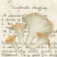 Picture of CHANTERELLE