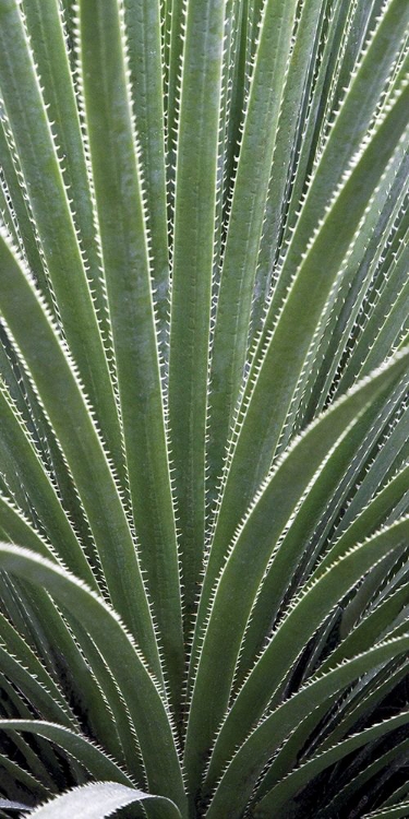 Picture of CACTUS CELERY