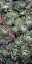 Picture of ICE PLANT CLOVERS