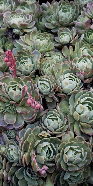 Picture of ICE PLANT CLOVERS