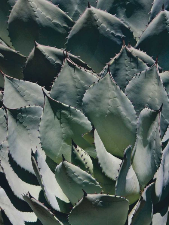 Picture of AGAVE I